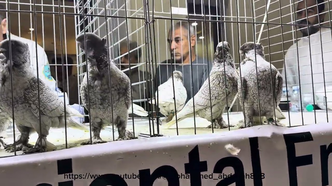 Blondinette Judging Best brown Lace hen young National Orientel Frills Saudi 31/1/2026 #pigeon 