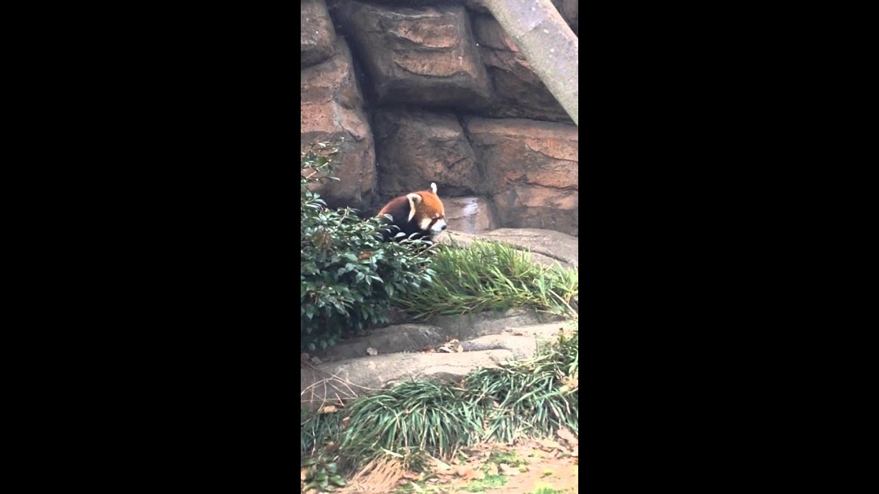 20160402_王子動物園_ミンファ