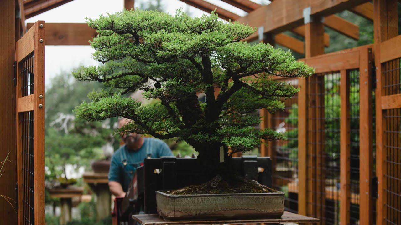 Chinese Elm Bonsai: Summer Pruning and Structural Refinement