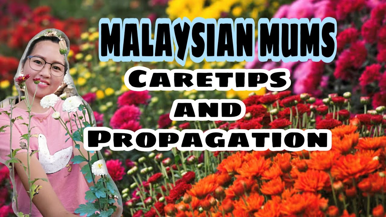 HOW TO PROPAGATE AND TAKING CARE OF CHRYSANTHEMUMS/MALAYSIAN MUMS |SIMPLE AND EASY WAY TO FOLLOW