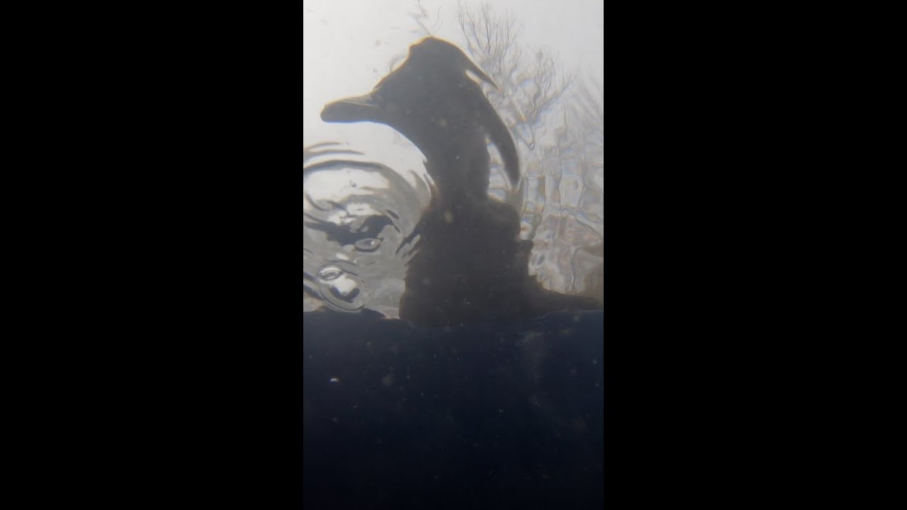 #Shorts Duck Clear Nasal Blockage (A new perspective)