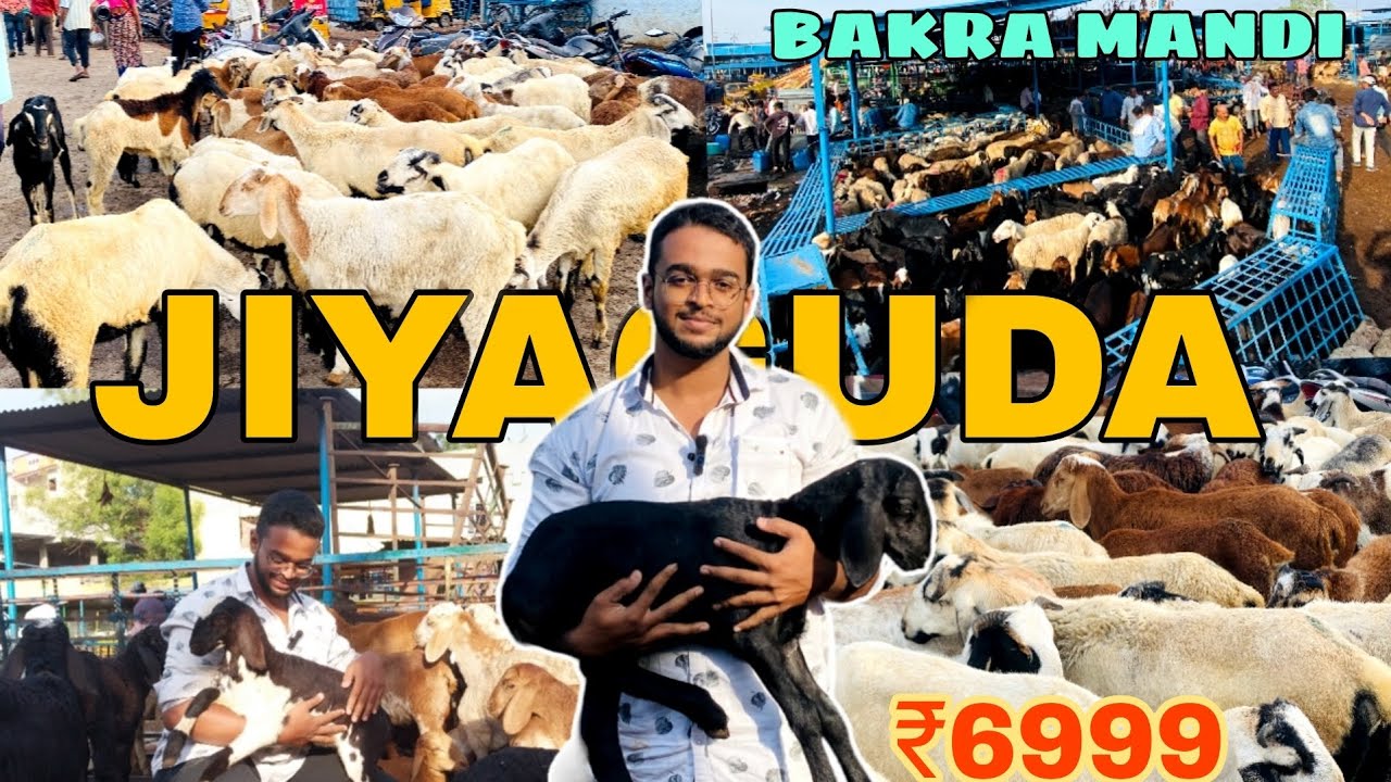 HYDERABAD JIYAGUDA BAKRA MANDI 🐐 | 2024 😱 | CHEAPEST BAKRA MARKET OF  HYDERABAD|