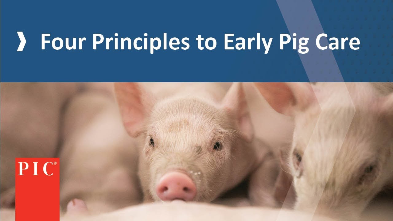 Piglet Care In Wean-to-Finish Operations | Pig Improvement Company (PIC)