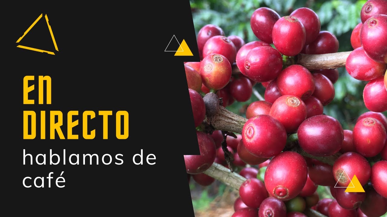 Prácticas básicas para el cafetal