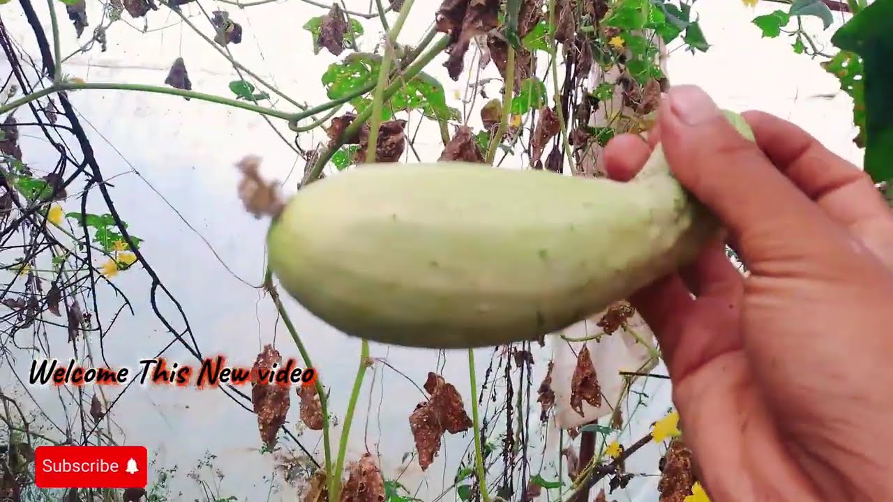 नेपाल का गाउँ घर हरु को भर्माण // Nepali village tour 🥵 At Westan Rural Nepal 😬