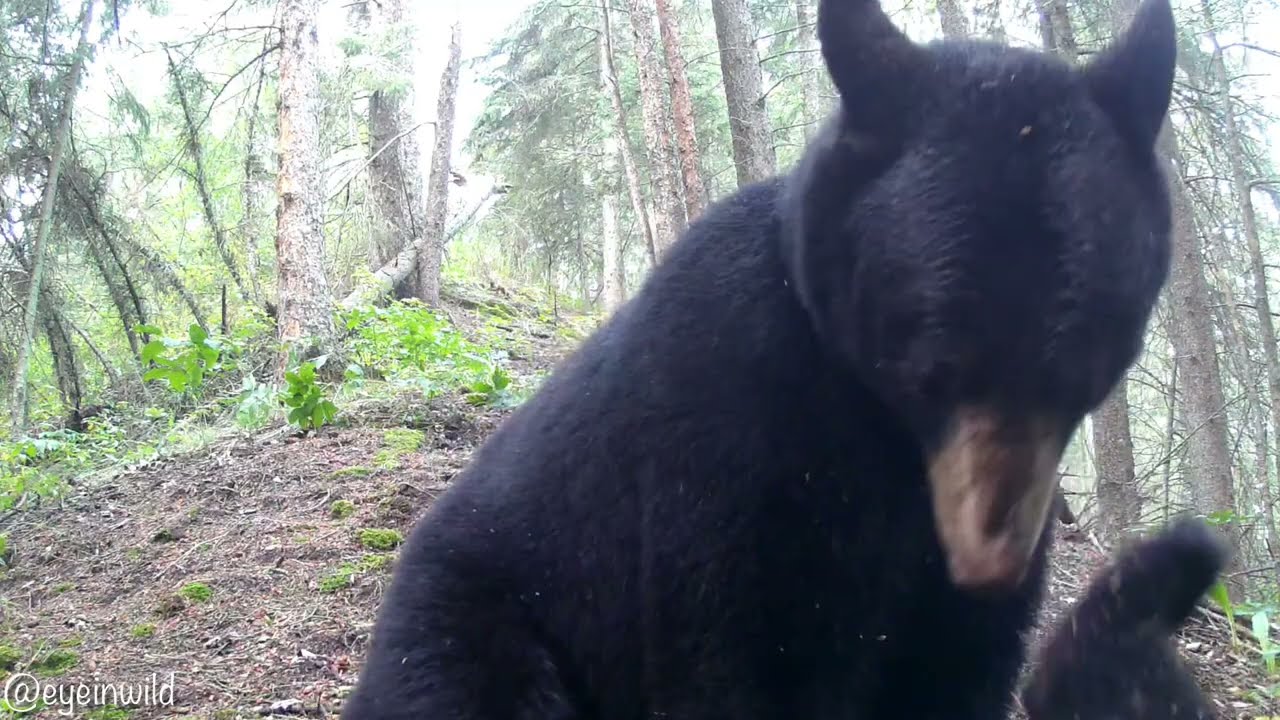 Black bear Sow and cub scare,nap, then play fight. Raw footage unedited 