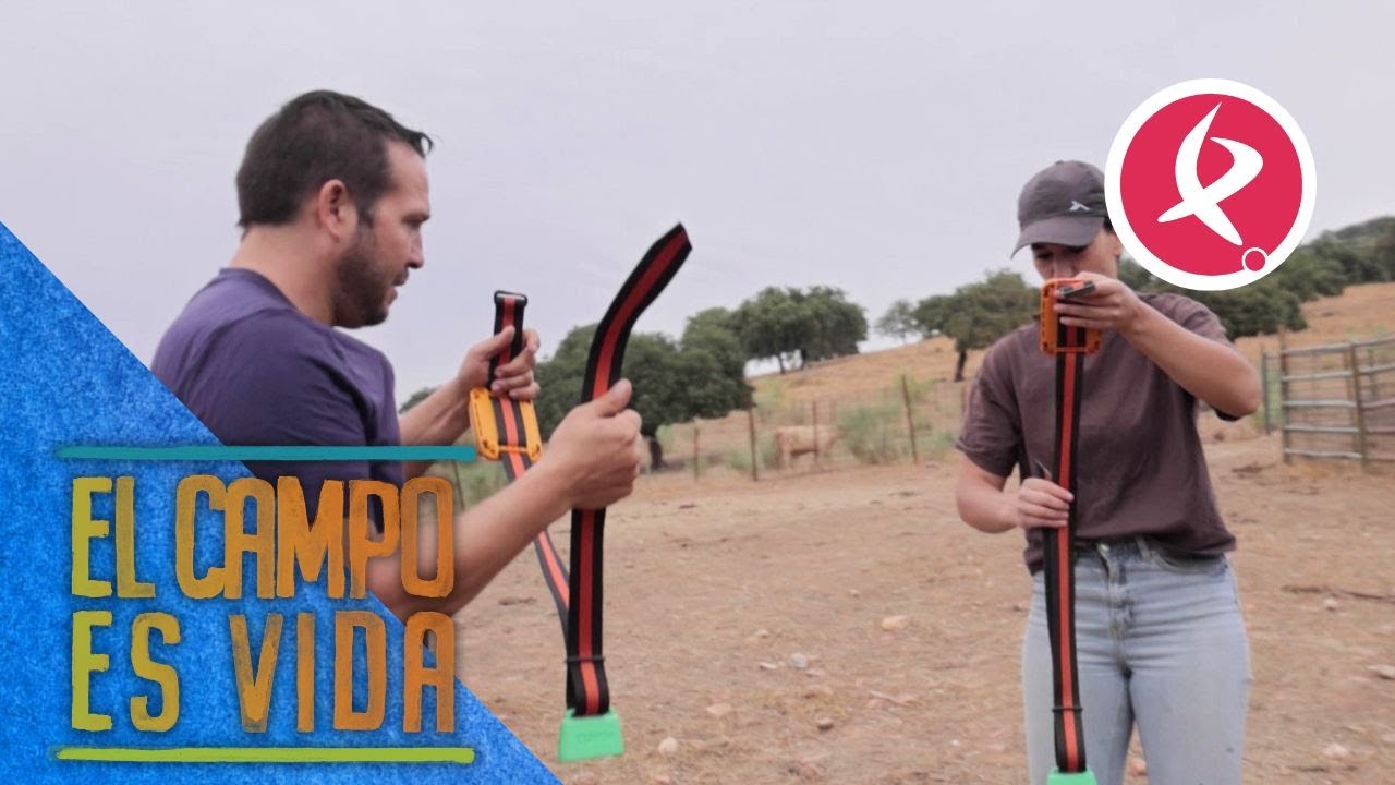 Collares geolocalizadores para las vacas de María  | El campo es vida