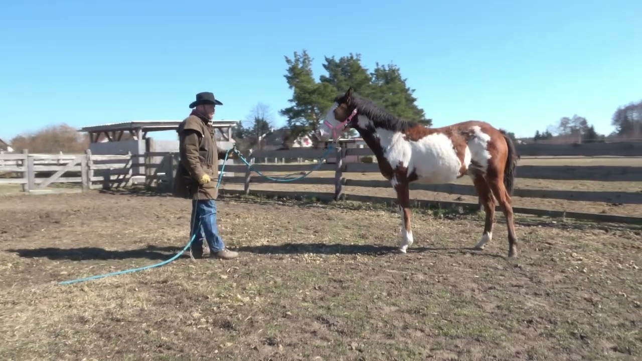 Ginger - první práce ze země 03_2022. First groundwork.