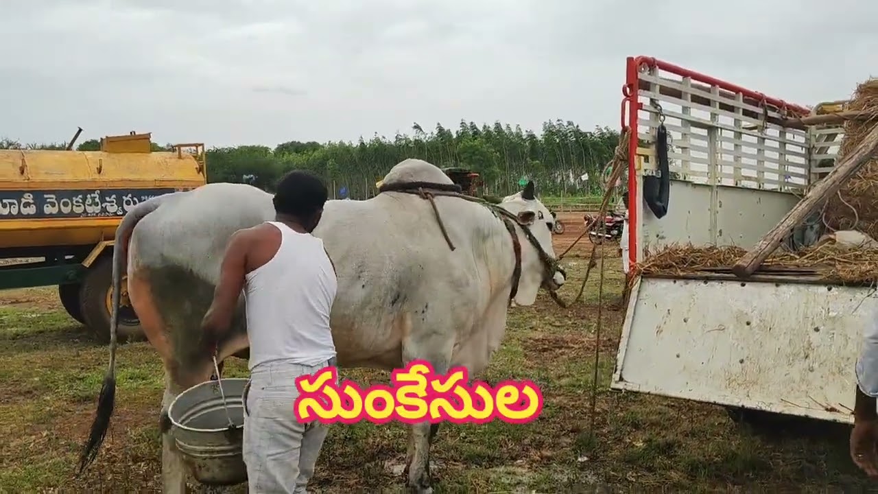 muddapati srinivas bulls sunkesula arrived at shakamuru Prakasham