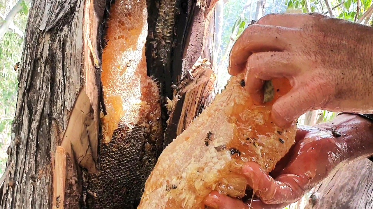 ABELHA CRESCEU DEMAIS ESSA É 20 LITROS DE MEL NO ÔCO DE MADEIRA!! 😱🐝