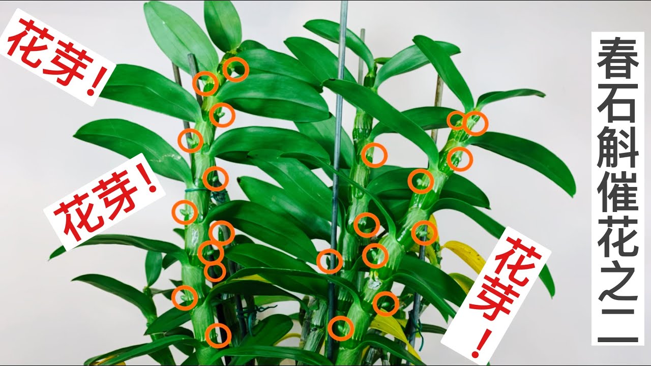 蘭花（39）（國語）Dendrobium full bloom special techniques 春石斛低温催花后，应如何把握第一次浇水的时机和方法，以及对黄叶的处理。