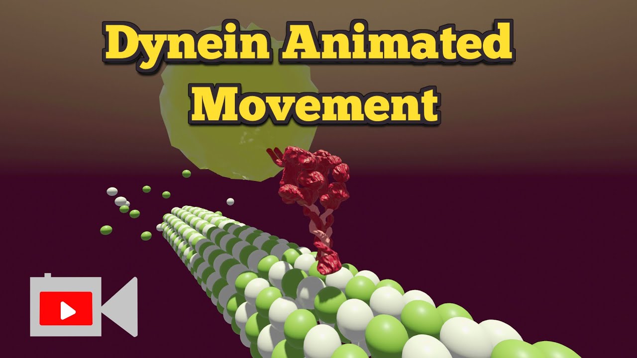 Dynein Animation