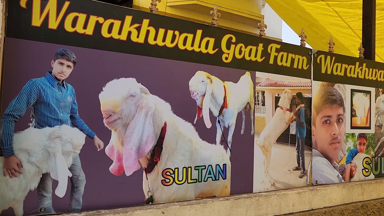 The Future Of Hyderabadi Goats Breeding Setup | Best Breeders Top Results | Warakhwala Goat Farm.