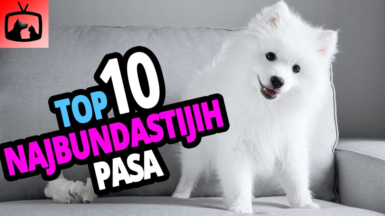 🐕 Najbundastiji Psi - Top 10 Najbundastijih Pasmina Pasa Na Svijetu!