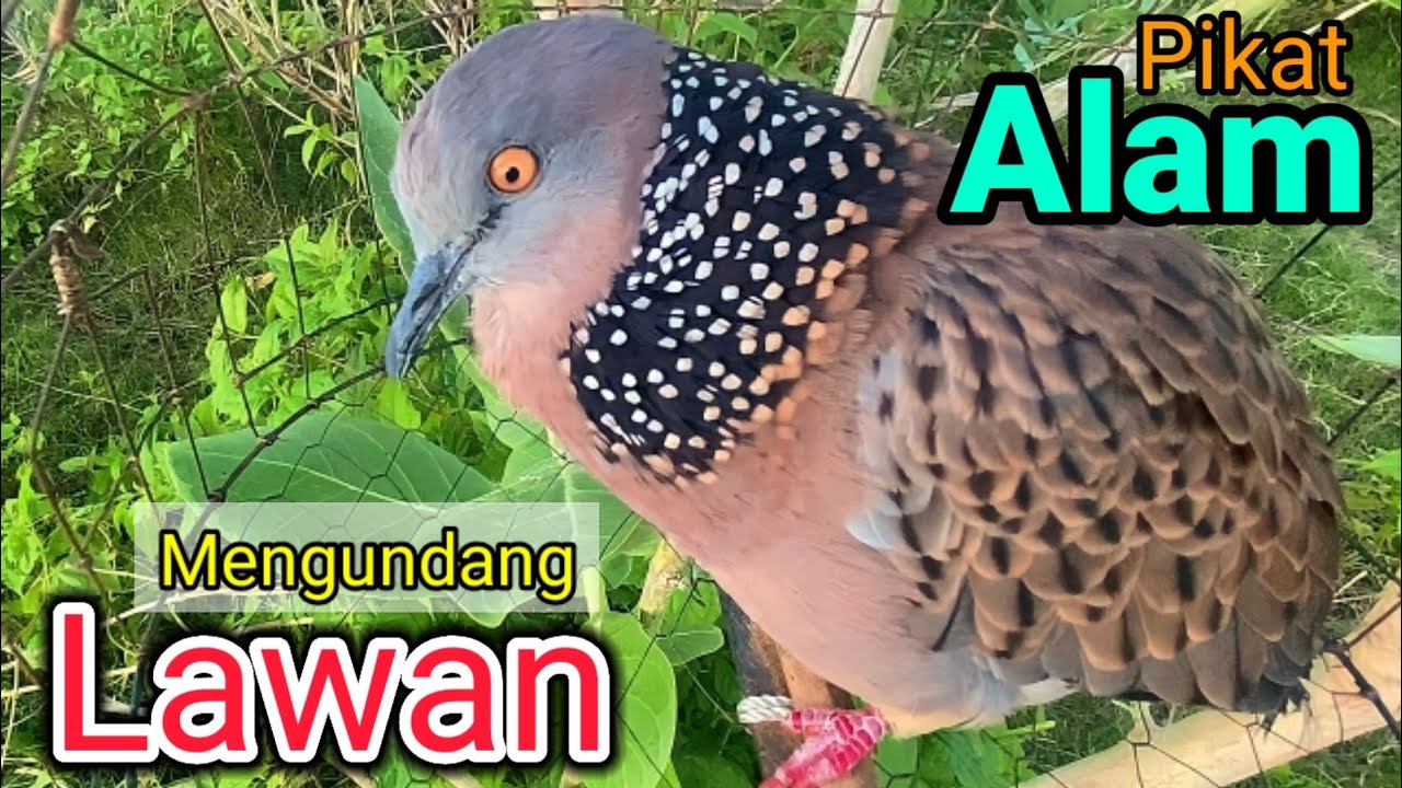 TEKUKUR GACOR suara merdu - PANCINGAN TEKUKUR ini PIKAT alam ampuh mengundang lawan bikin bunyi