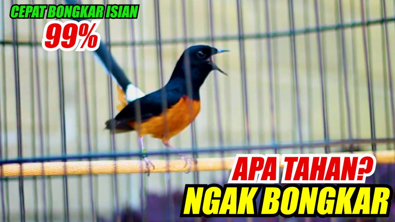 MURAI BATU GACOR NEMBAK, PANCINGAN MURAI BATU MUDA CEPAT NAIKKAN EMOSI