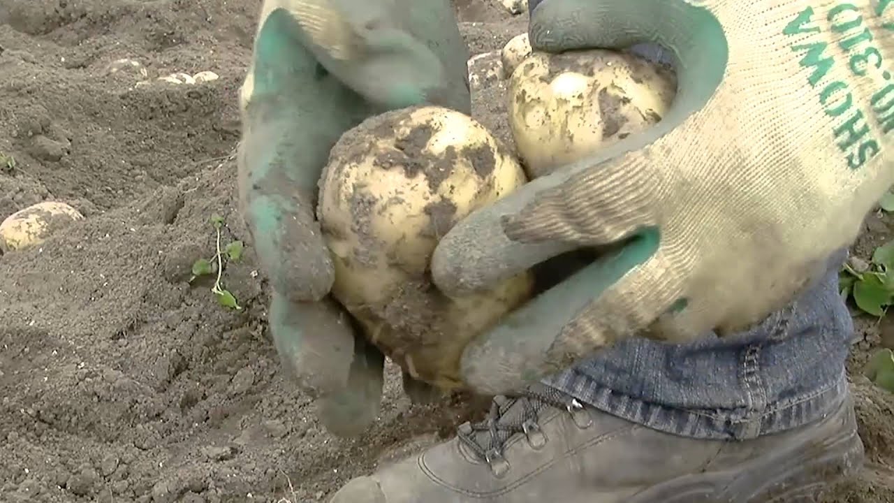 Potato late blight: improved varieties and the CO-FREE approach.