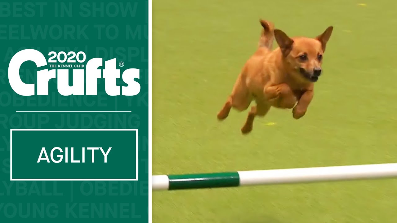 Agility - Championship Round 1 - Small (Jumping) | Crufts 2020