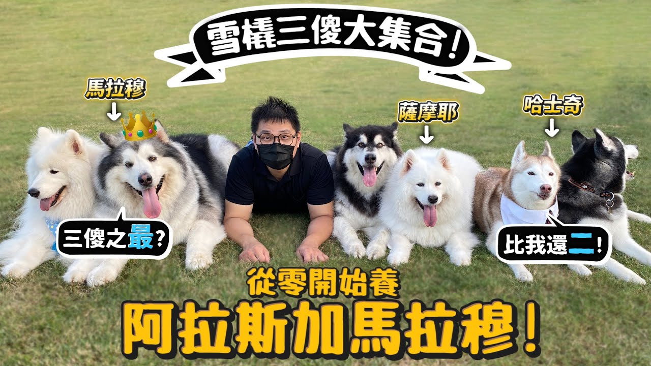 【從零開始養】阿拉斯加馬拉穆!喜歡撕絲襪?常被誤認為巨大哈士奇?雪橇三傻大集合!破壞力、智商大排名?溫柔的鐵漢?【許伯簡芝】