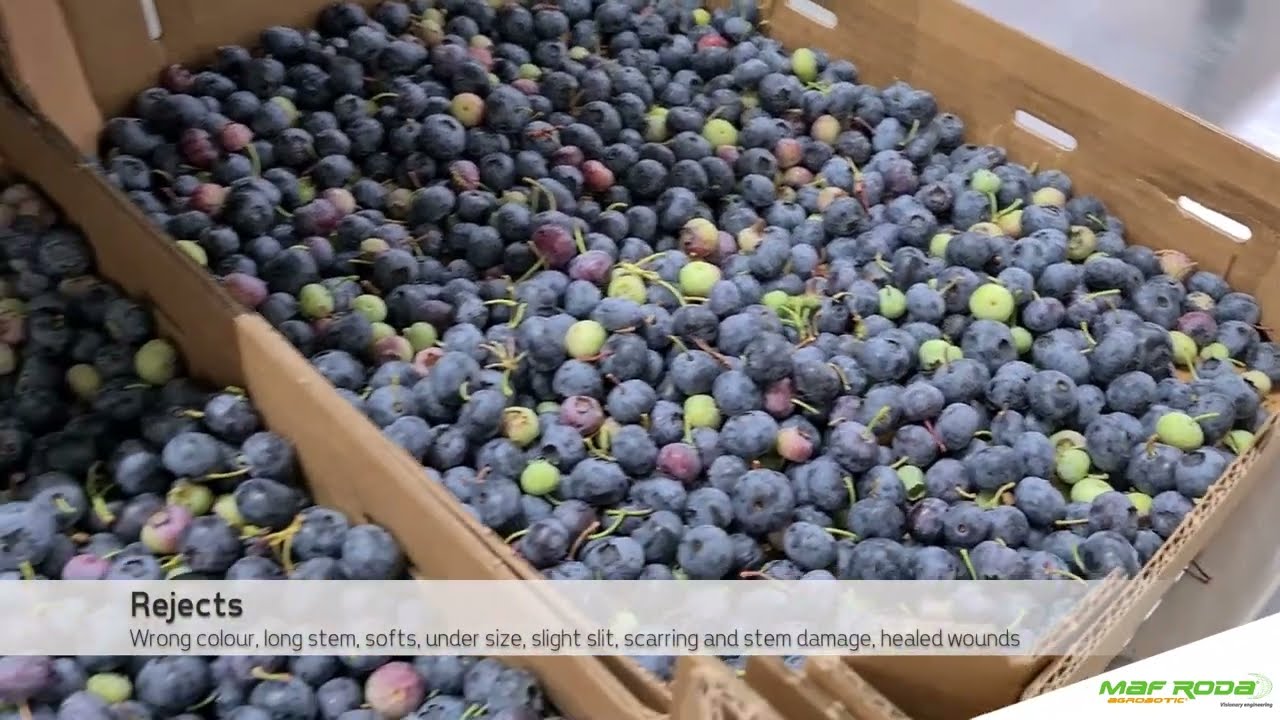 2021 - MERRY BERRY (ROMANIA) - Blueberry Line