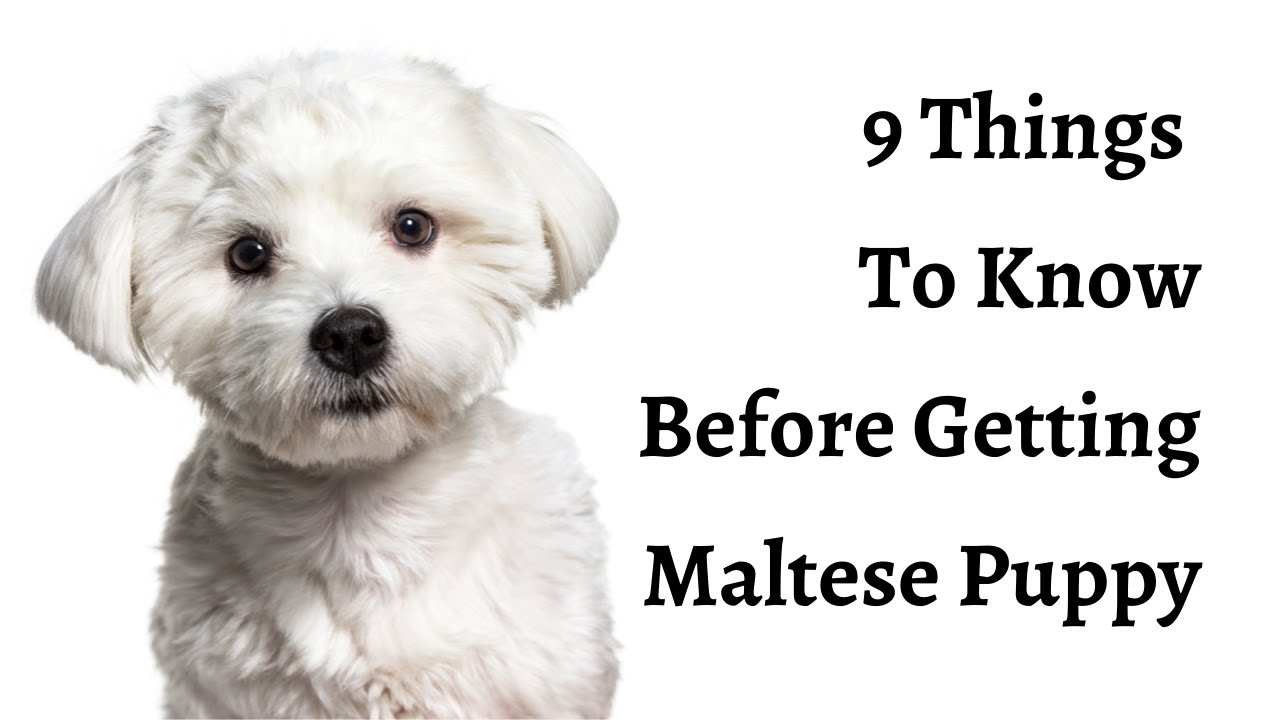 9 Things To Know Before Getting A Maltese Puppy