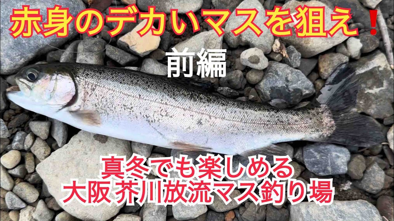 [前編]猿の軍団出現の芥川マス釣り場⁉️