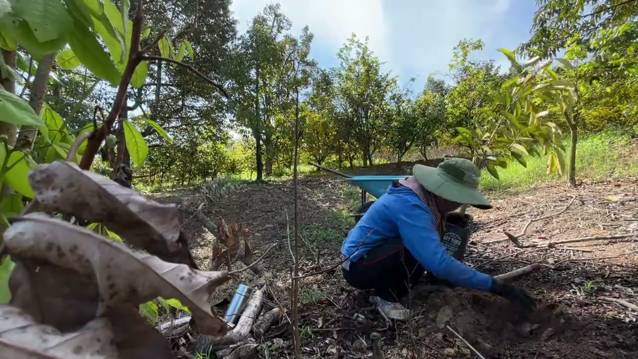 Giờ mới Trồng sầu riêng có muộn không?