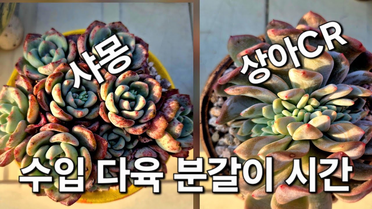 오늘은 수입 다육 상아 철화 & 샤몽 분갈이 💕