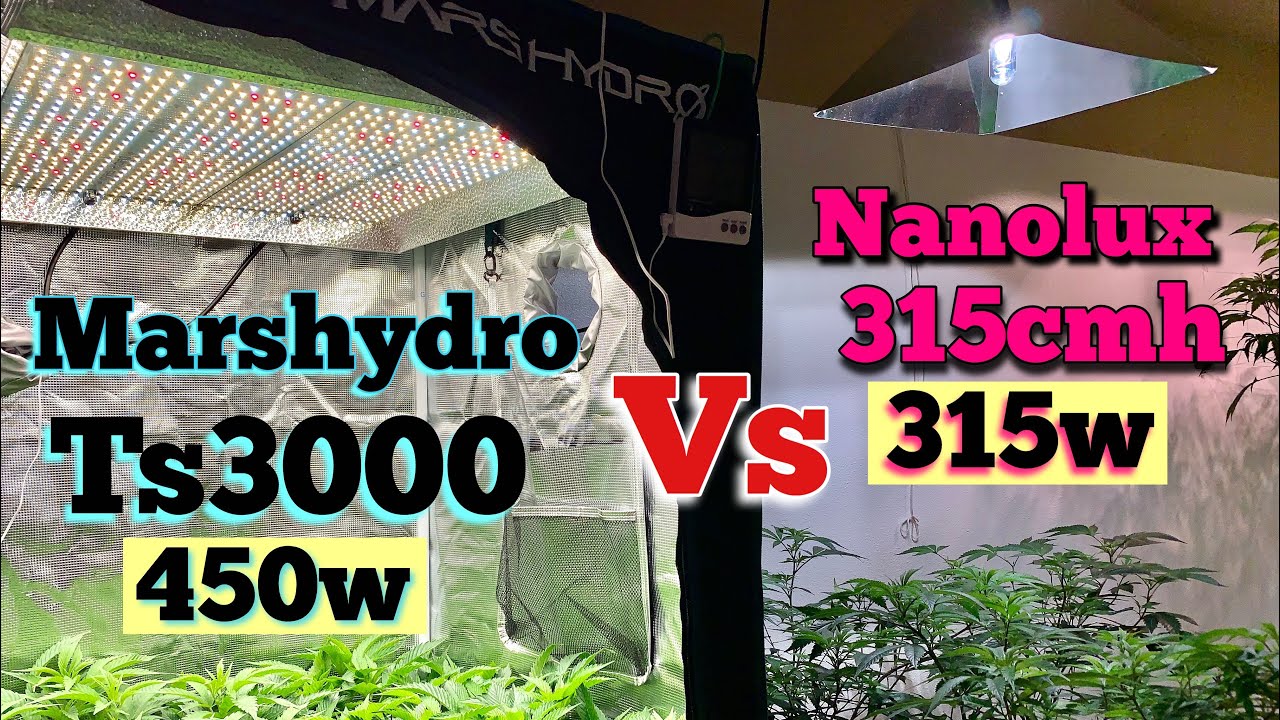 LED -vs- CMH ? WHO MAKES HARDER NUGS ?