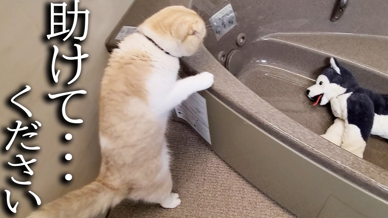 お風呂で溺れてると勘違いした猫の行動がこちら...