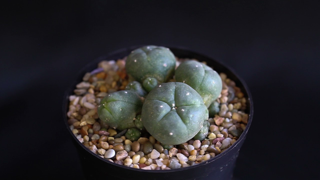 Lophophora williamsii v  caespitosa