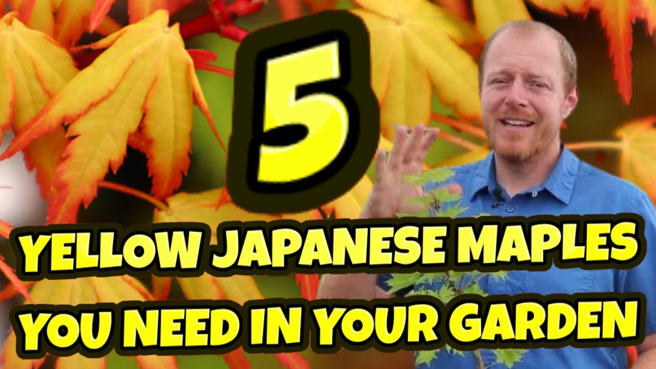 5 Yellow Japanese Maples You Should Be Growing In Your Garden