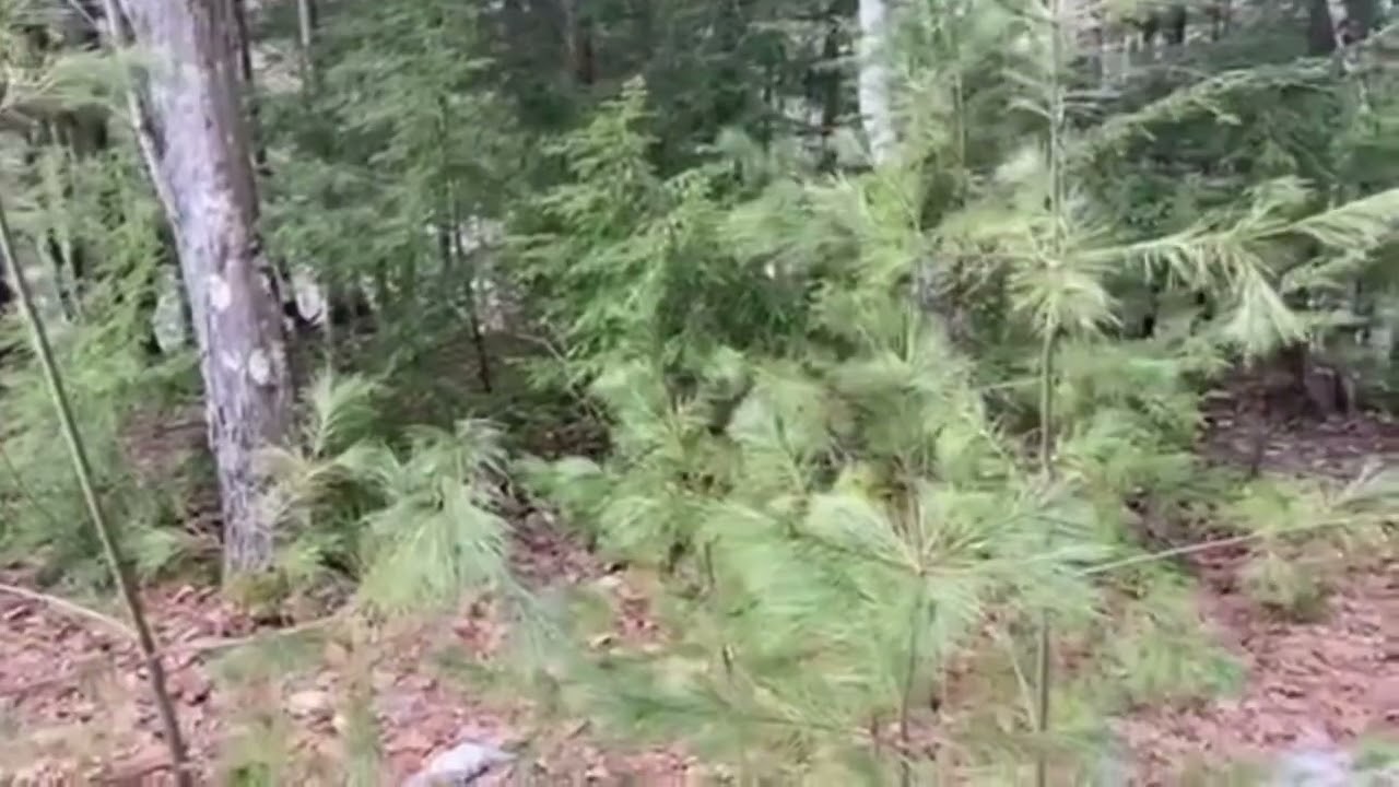 Identifying & Foraging Eastern White Pine