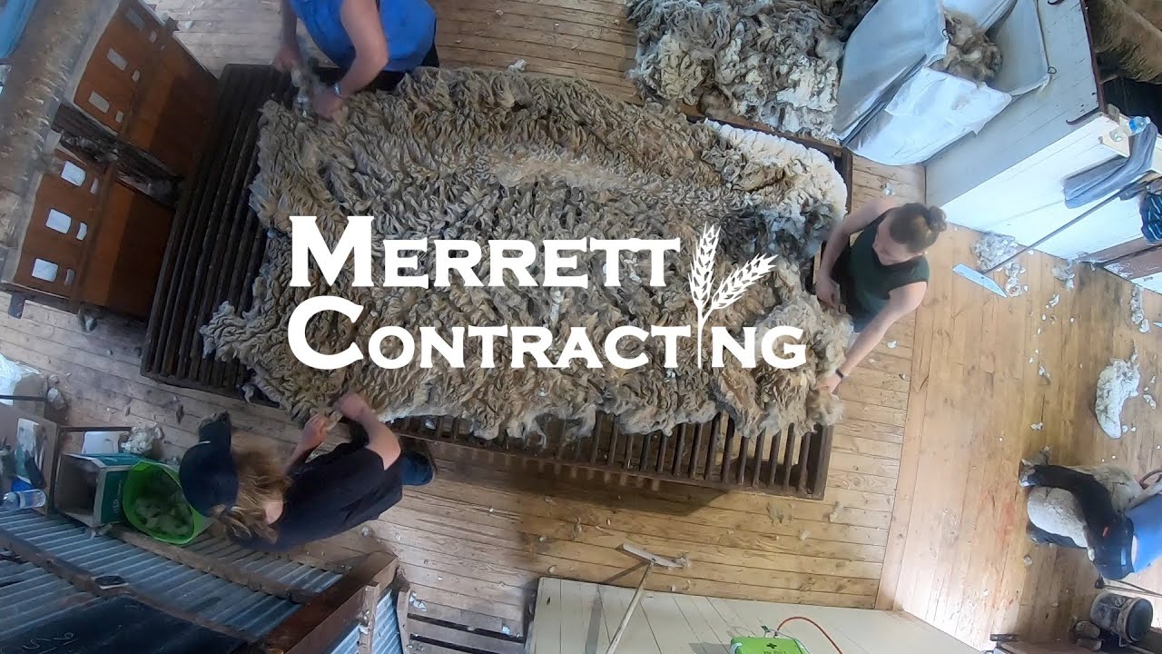 It’s Shearing Time! | Australian Sheep Farming
