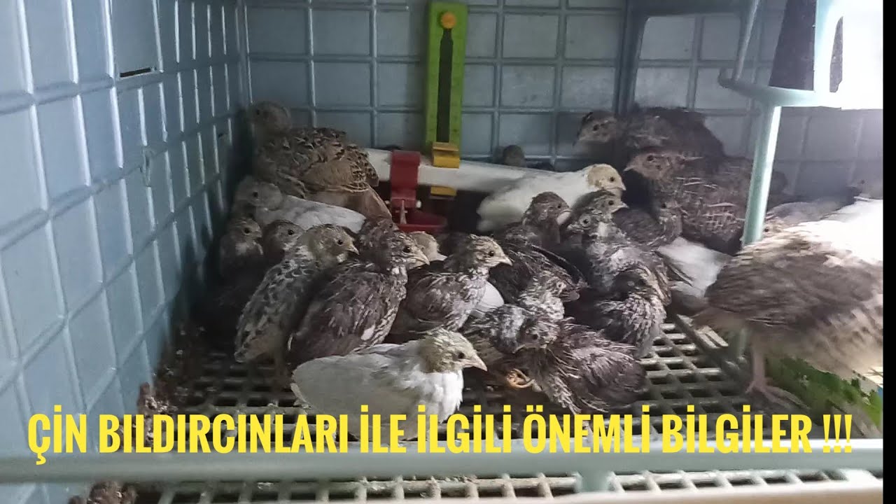 ÇİN BILDIRCINI HAKKINDA ÖNEMLİ BİLGİLER !!!
