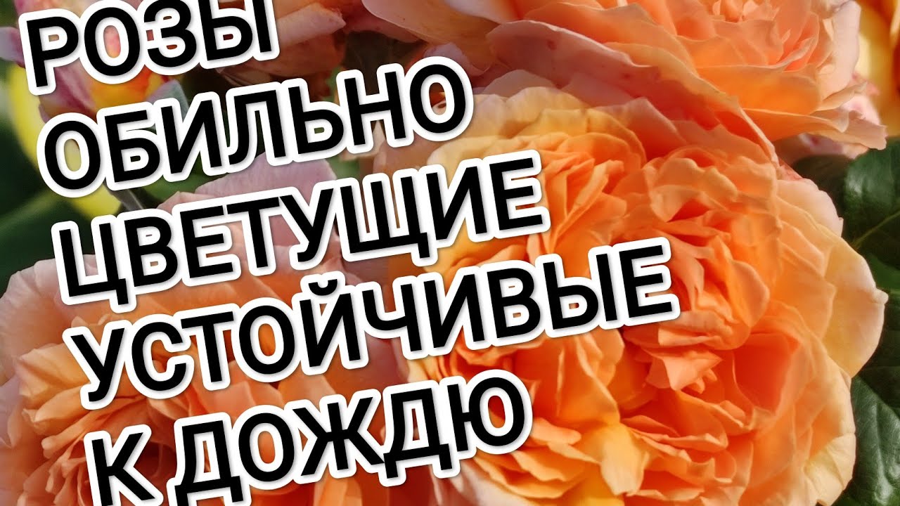 РОЗЫ ОБИЛЬНО ЦВЕТУЩИЕ И УСТОЙЧИВЫЕ К ДОЖДЮ.