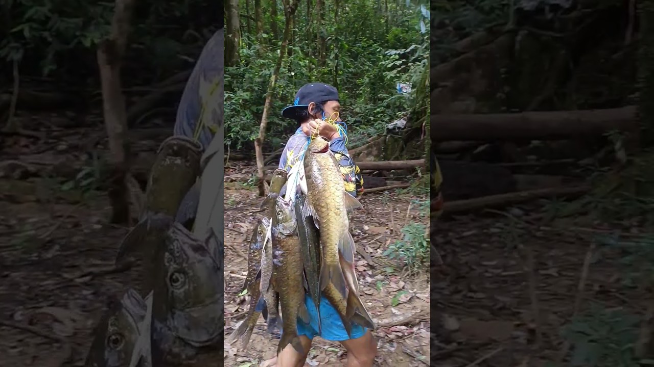 Bisa kaya mendadak kalau mancing dapat ikan sultan sebanyak ini #mahseer #kelah