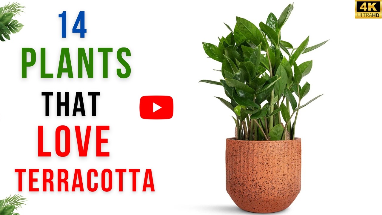 14 Plants That Grow in Terracotta Only | Plants That Love Terracotta