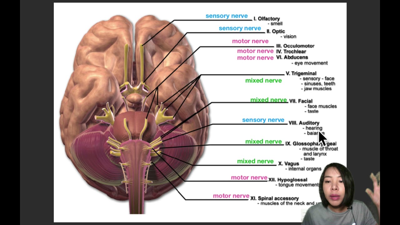 EP.6 เส้นประสาทสมอง cranial nerve
