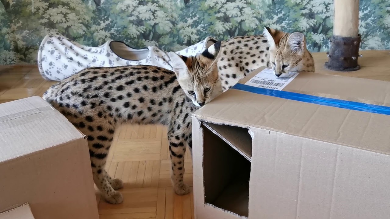 Serval and savannah kittens playing