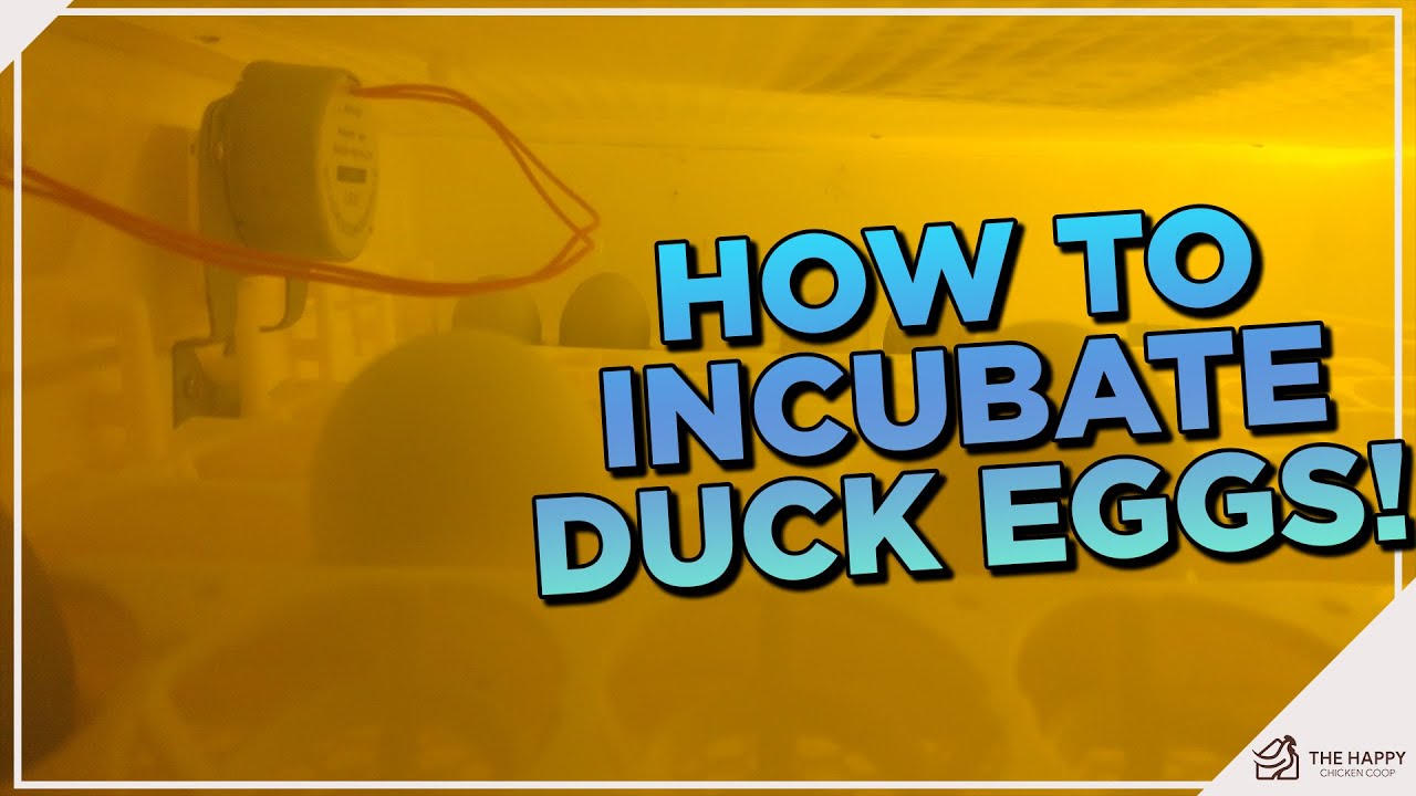 Incubating Duck Eggs Is Different! Watch This!