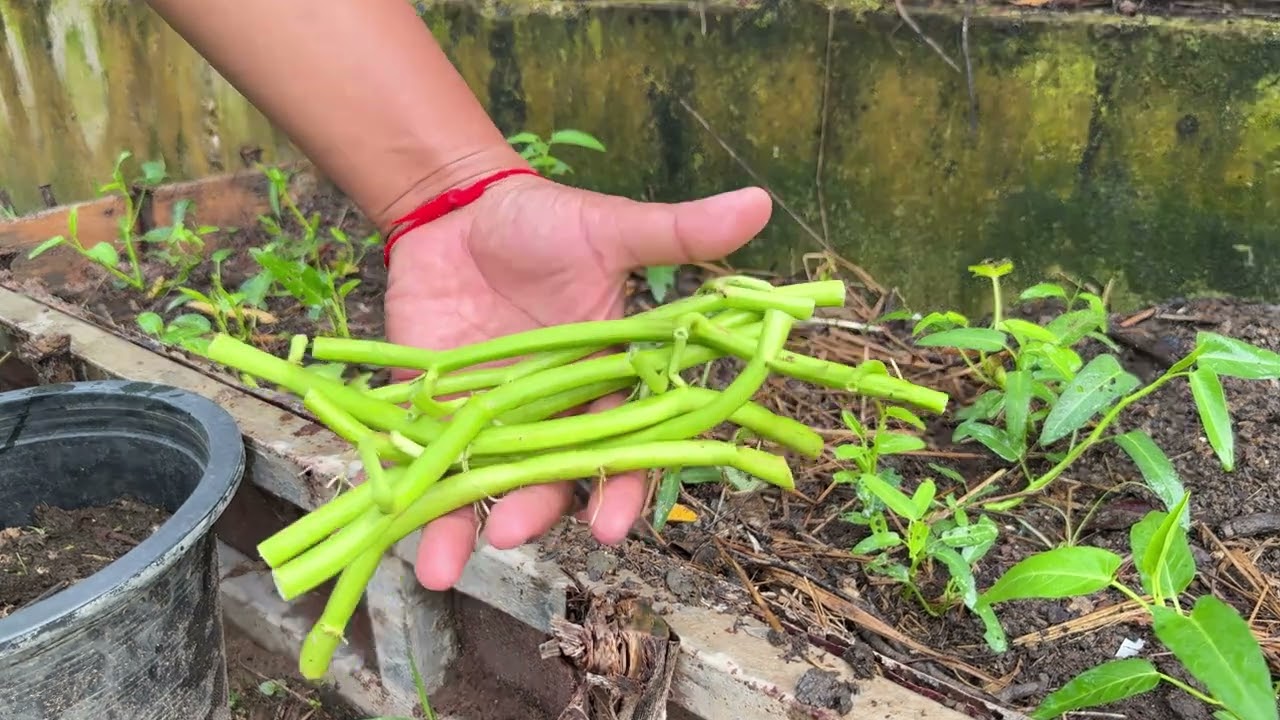 Daily Life In My Home_Fetilizers To Vegetables _Planting Extra New Place.