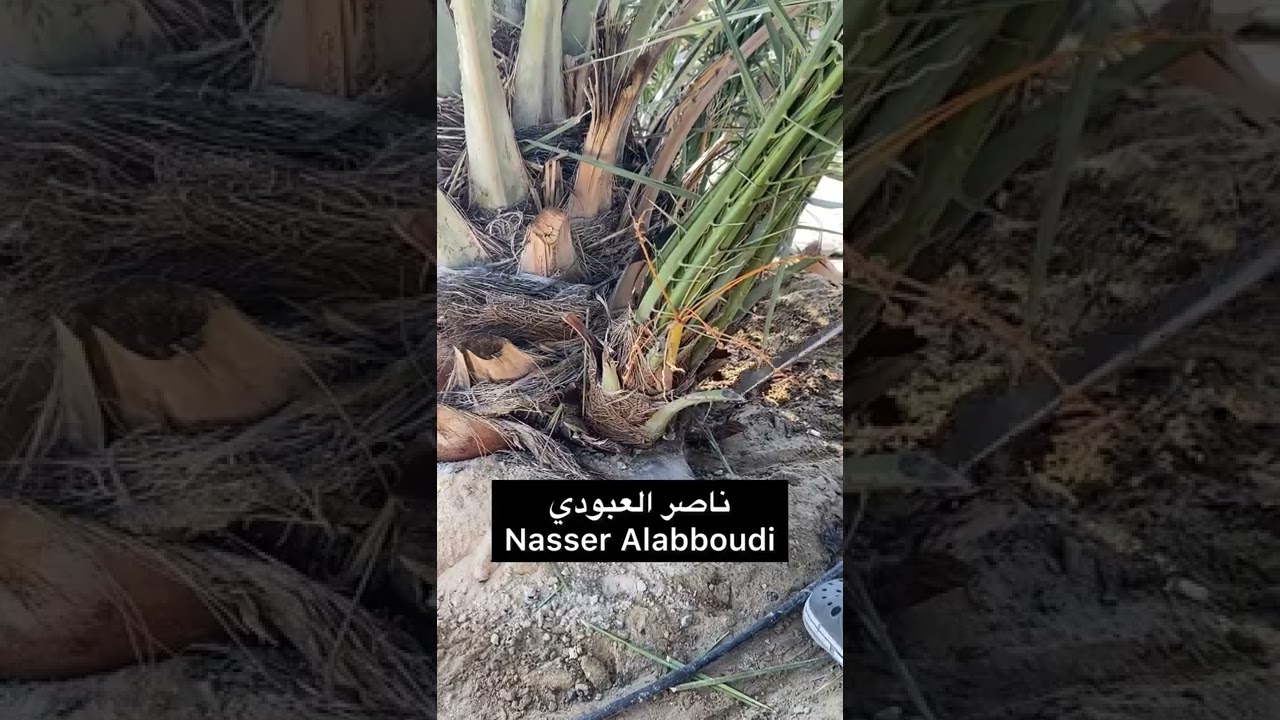 طريقة تجريح الرواكيب قبل عملية التجذير الهوائي لراكوب النخلة.