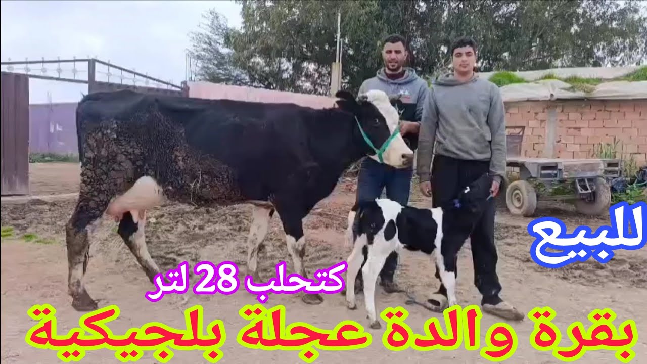 تباااارك الله💫 بقرة والدة عجلة بلجيكية🥇 إتصل 06.67.49.08.31📞ألو سي قاسم نواحي الغرب🇲🇦 