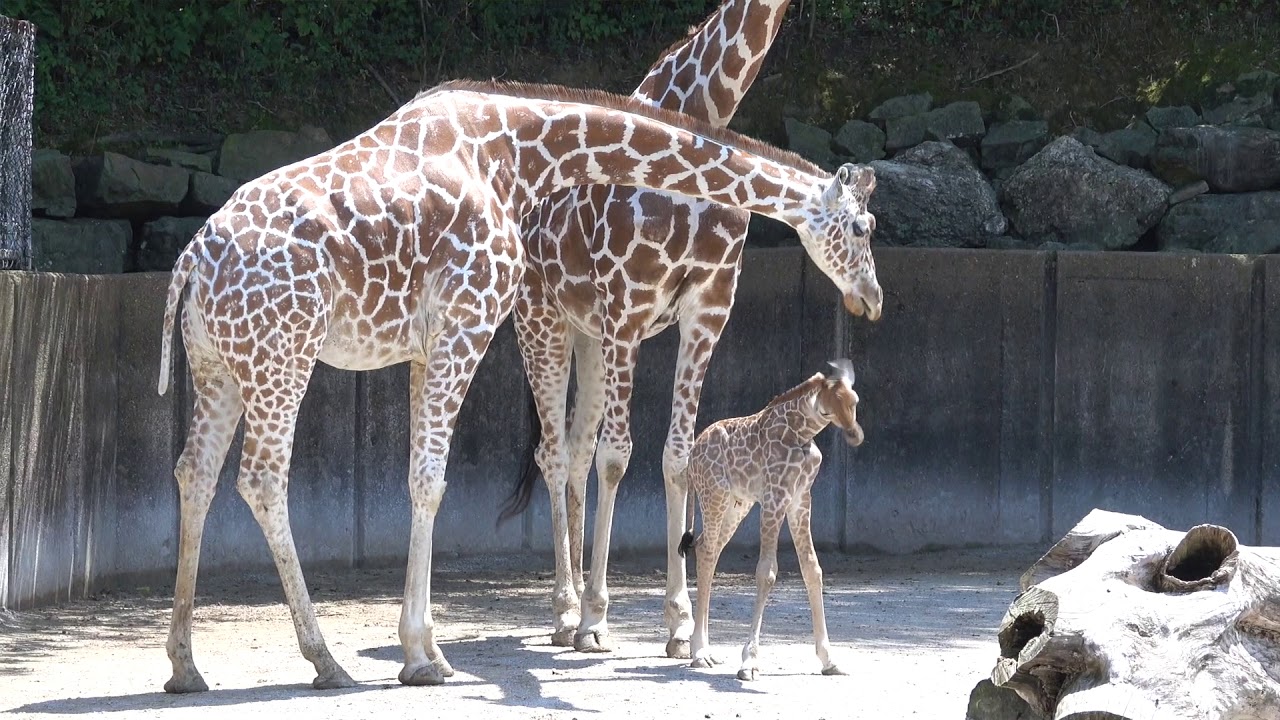 Memphis Zoo Baby Giraffe Updates