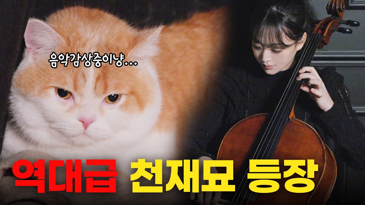 세계 최초 ㅋㅋㅋ 클래식을 좋아하는 고양이가 있다고 해서 바로 모셨습니다_고양이를 위한 ASMR