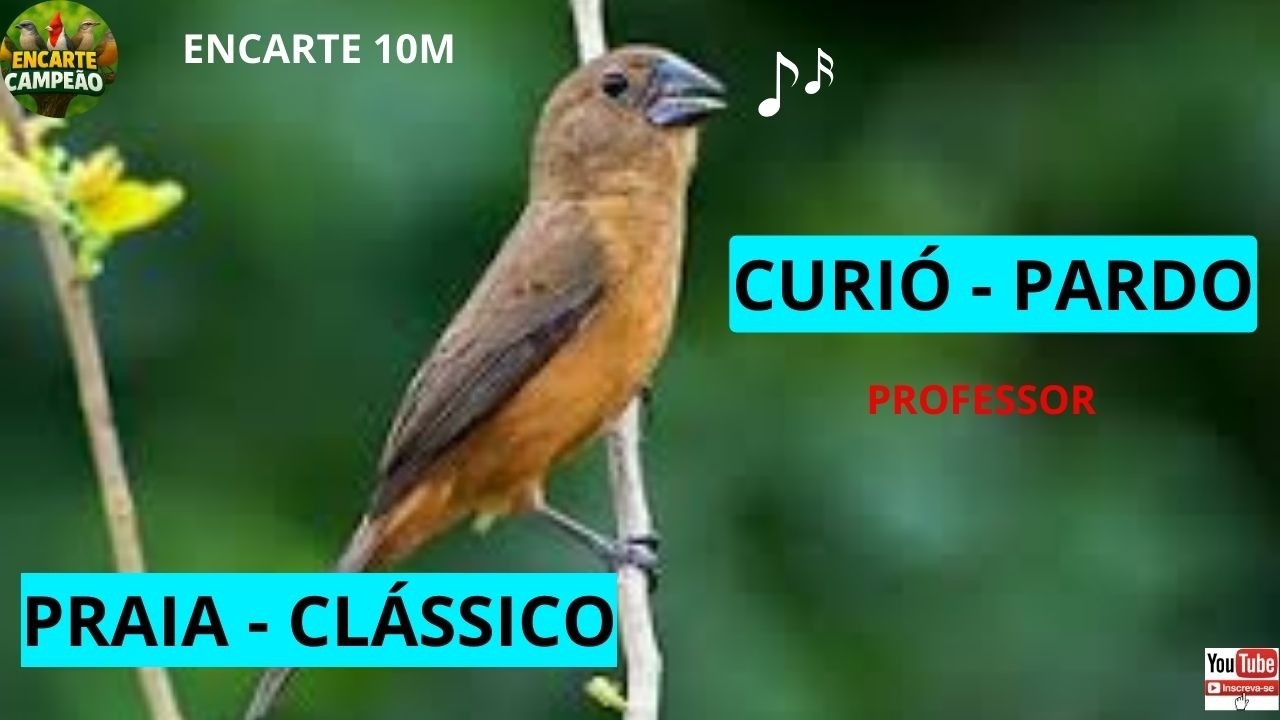 CURIÓ PARDO PROFESSOR PRAIA CLASSICO ENACARTE DE CAMPEÃO