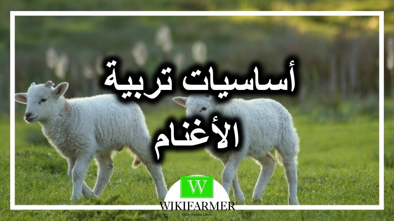 تربية الغنم في المنزل