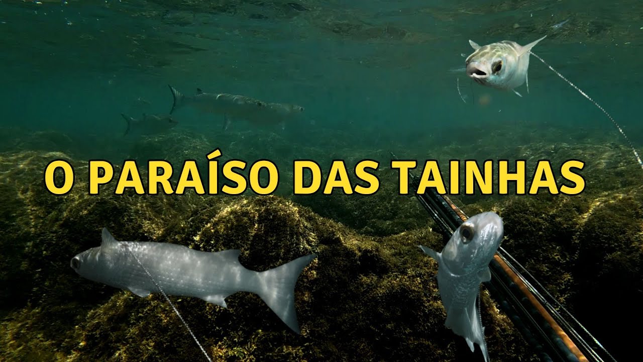 Pescaria de tainha no raso [ Pesca sub em Porto de Galinhas ]