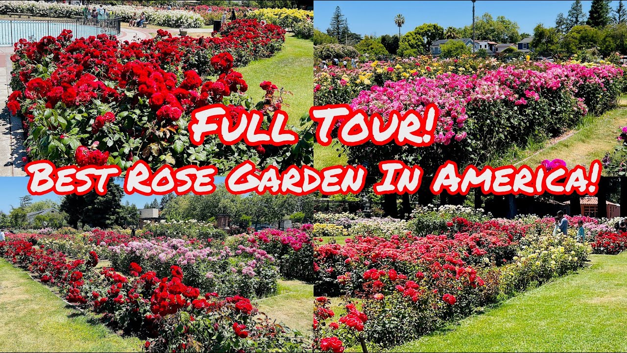 FULL TOUR OF THE SUPER BEAUTIFUL SAN JOSE MUNICIPAL ROSE GARDEN! BEST ROSE GARDEN IN AMERICA!